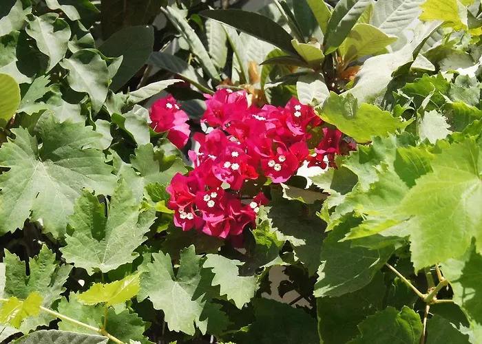 Angeliki's Penzion Páros