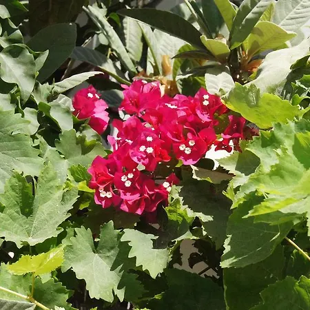 Angeliki's Pensión Páros